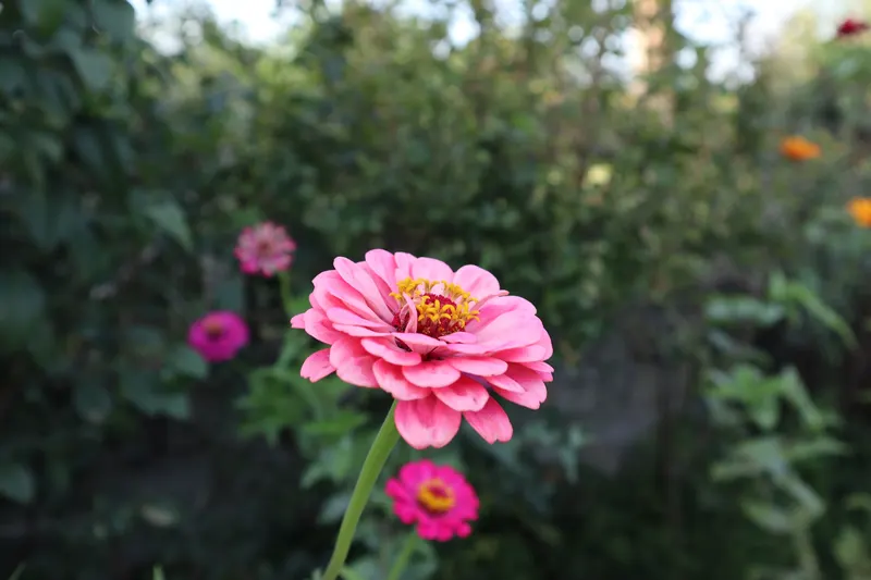 Zínia rosa florida no jardim